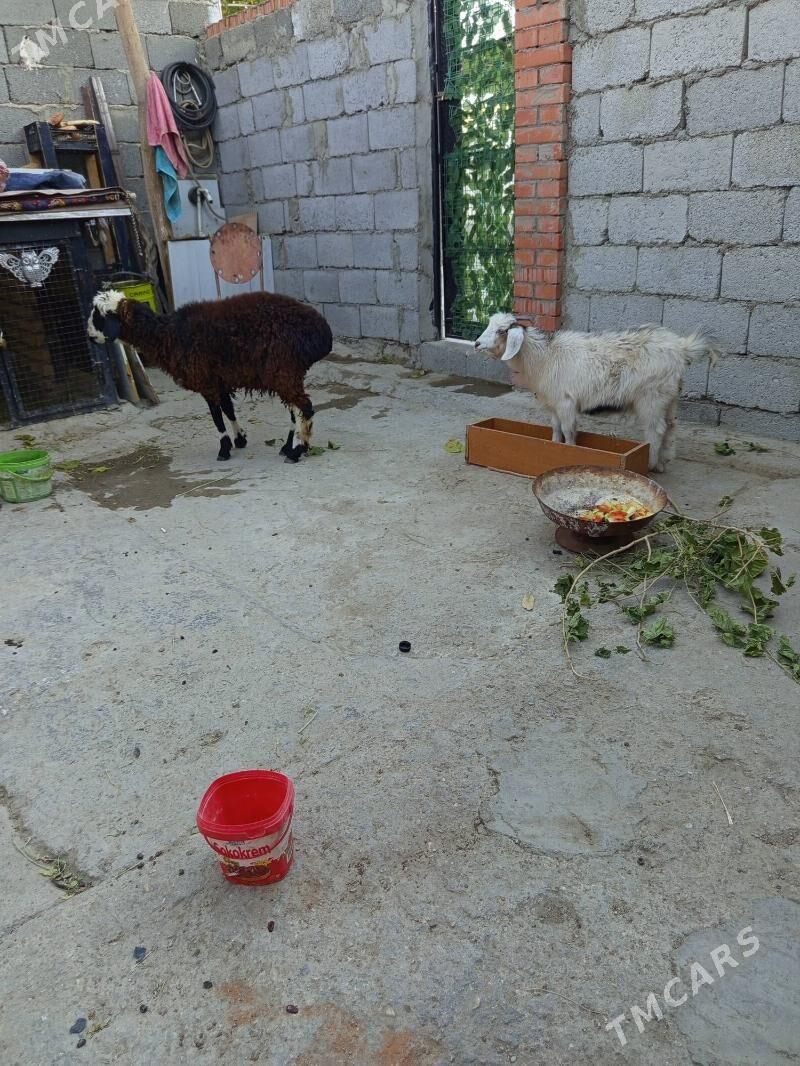 Tokly çewiş - Balkanabat - img 3