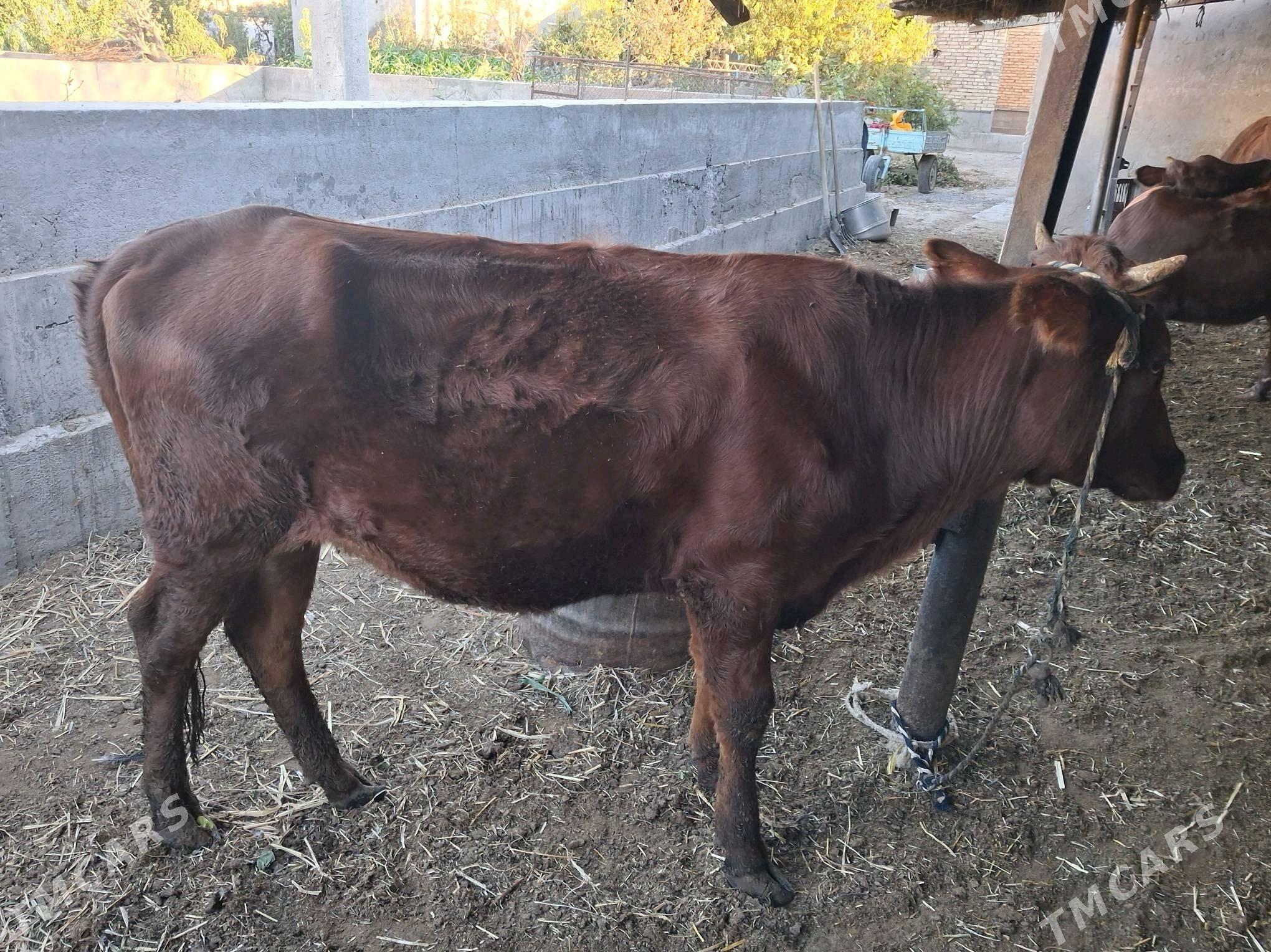 унажын - Türkmenabat - img 1