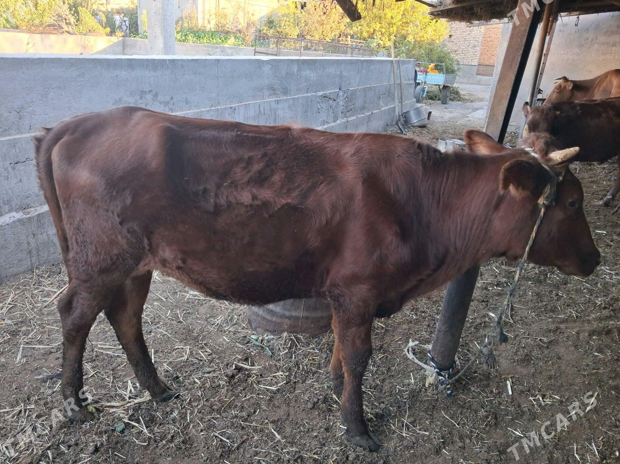 унажын - Türkmenabat - img 3