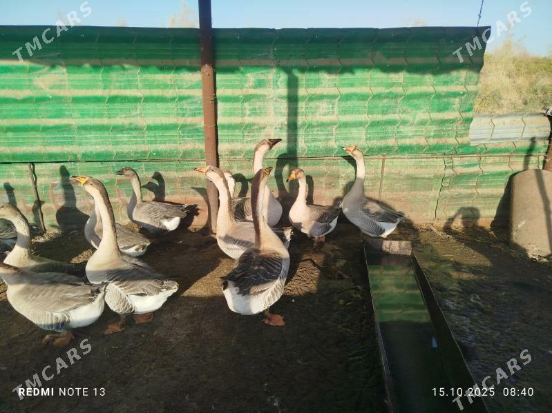 guva gaz - Çärjew - img 4