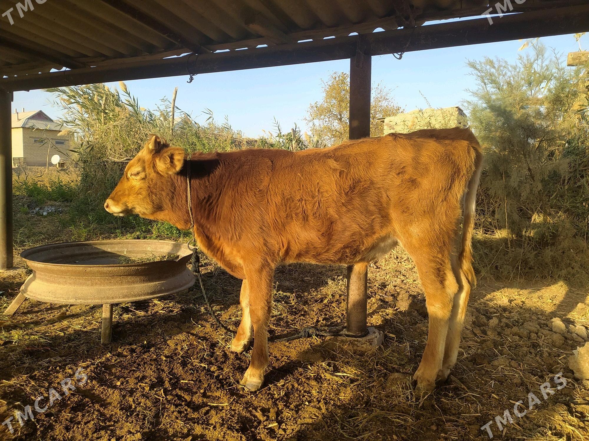 Okuz - Babadaýhan - img 2