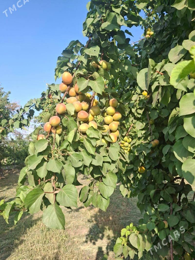 Tayyar jay daca - Şabat etr. - img 4