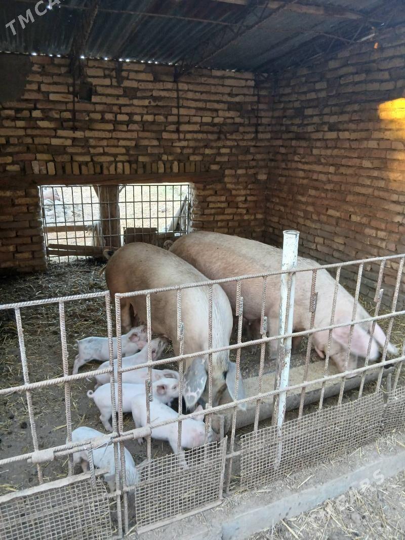 donuz - Çärjew - img 1