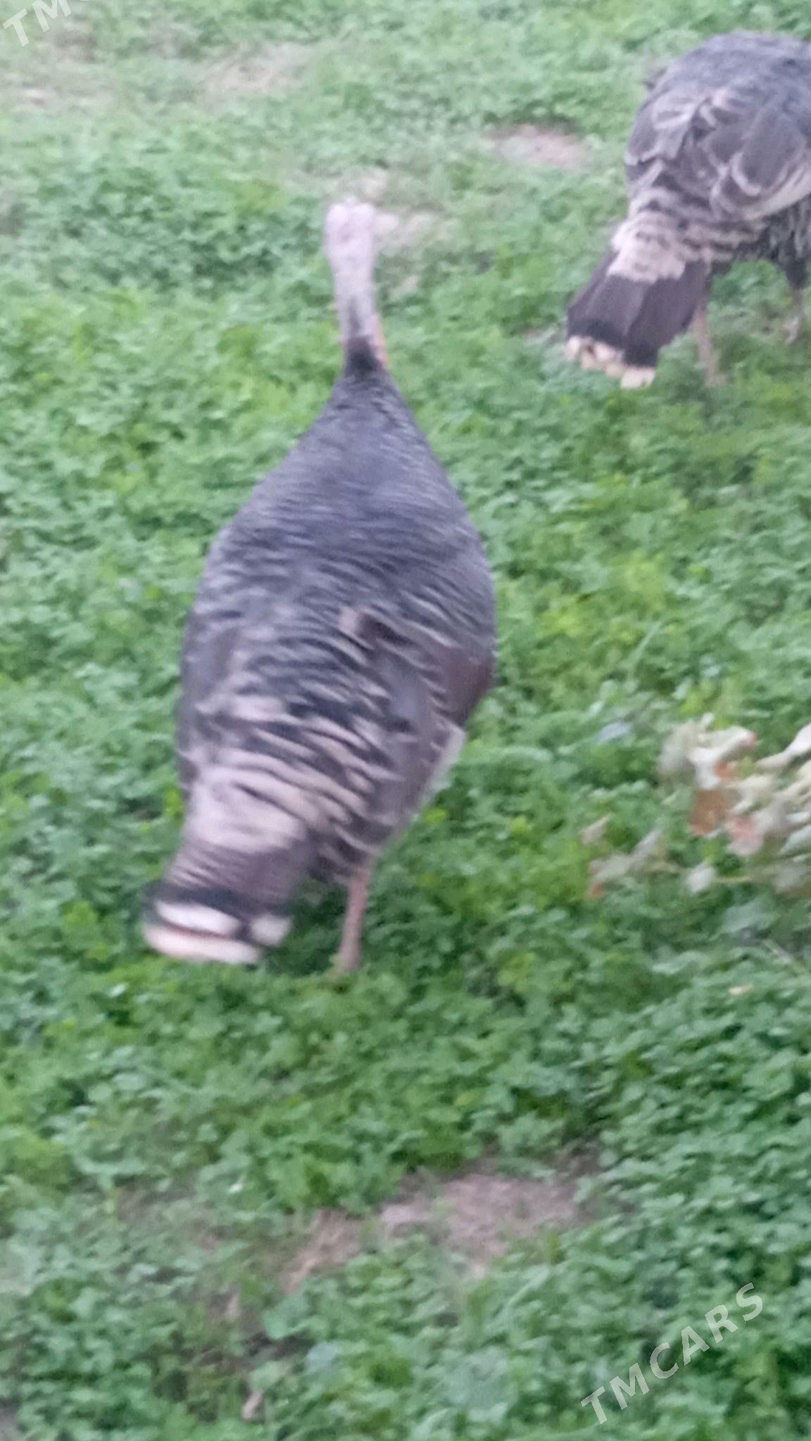 Induk - Мары - img 3