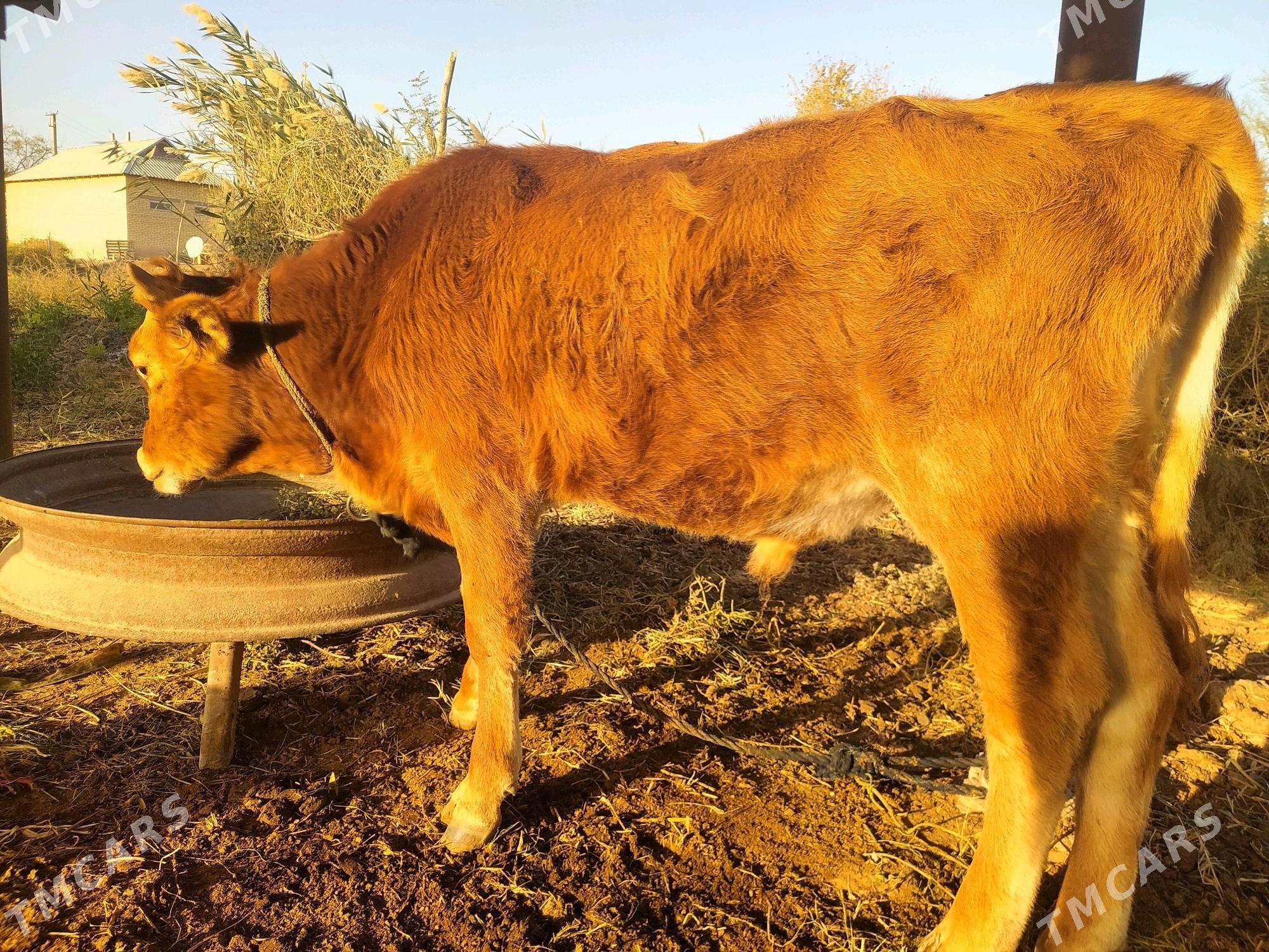 Okuz - Babadaýhan - img 3