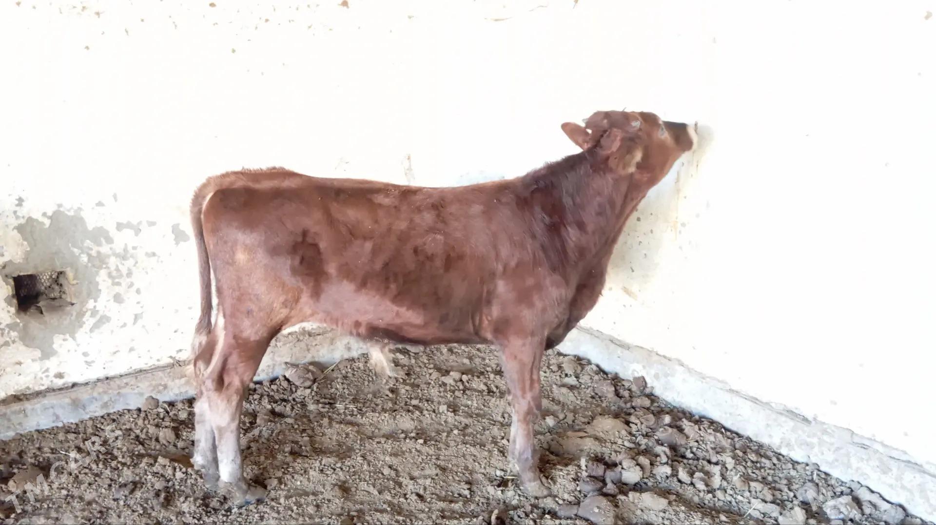 Okuzler - Mary - img 1