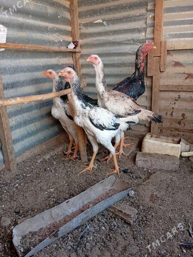 baysy horaz - Каракумский этрап - img 2