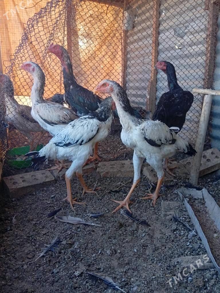 baysy horaz - Каракумский этрап - img 6