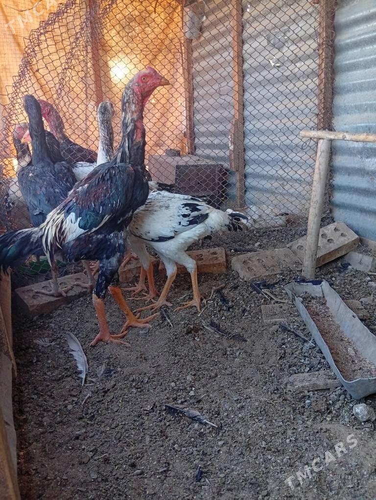 baysy horaz - Каракумский этрап - img 1