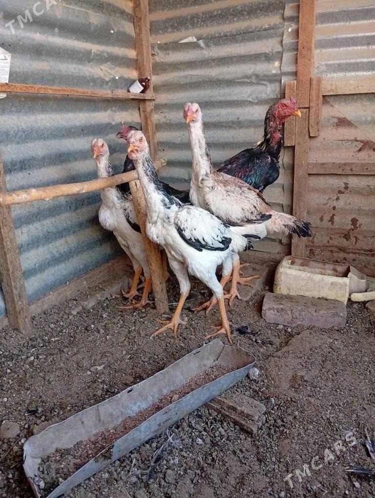 baysy horaz - Каракумский этрап - img 3