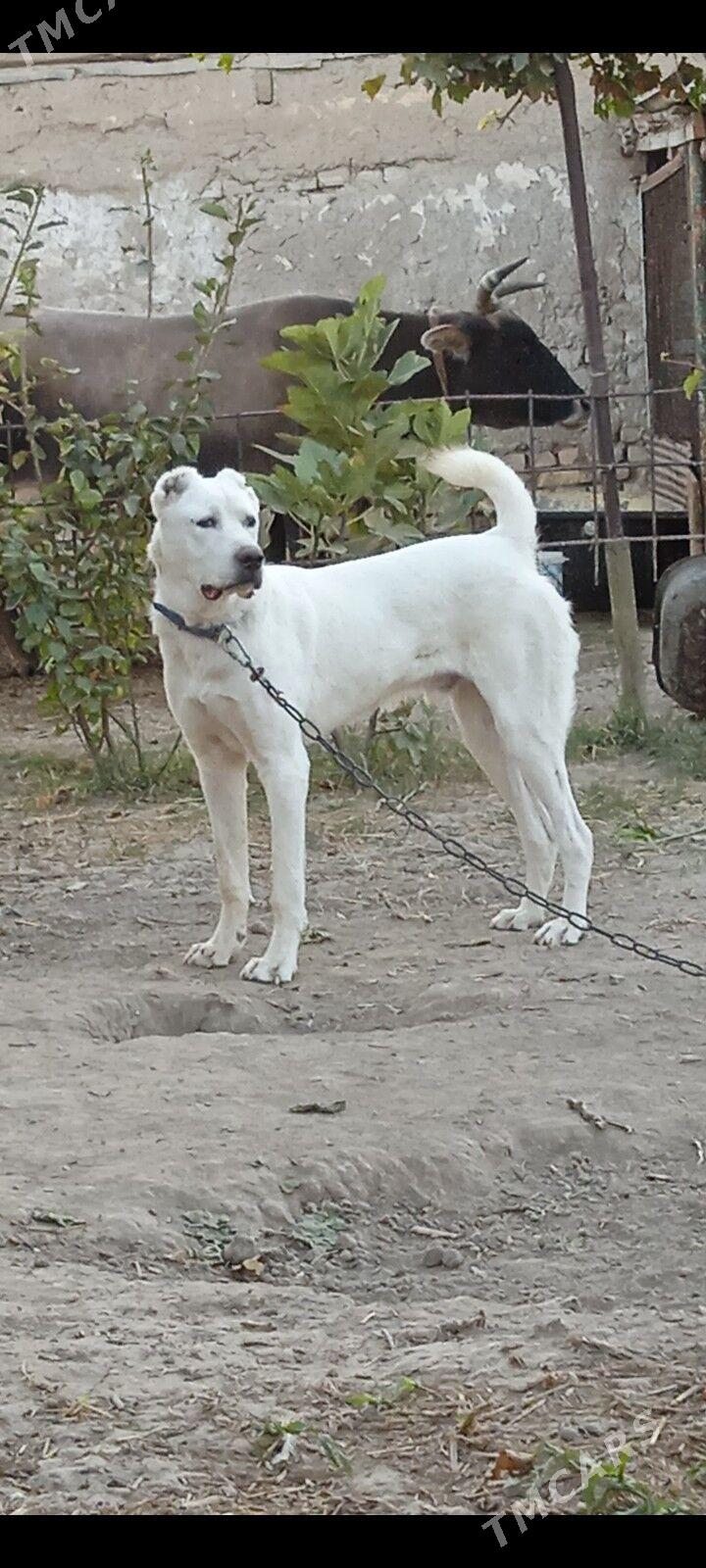 Gujuk - Мары - img 2