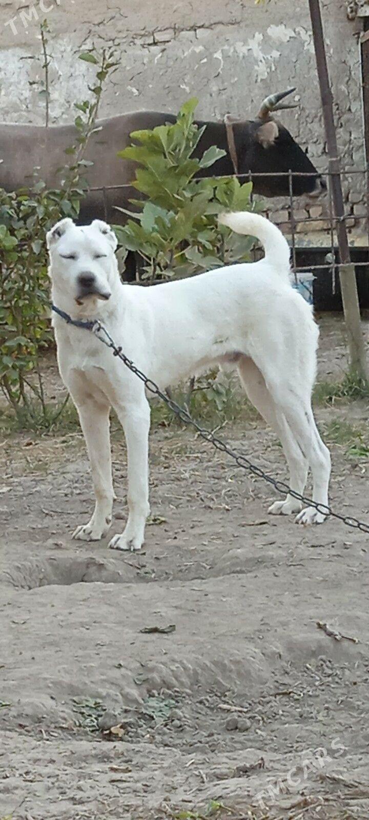 Gujuk - Мары - img 3