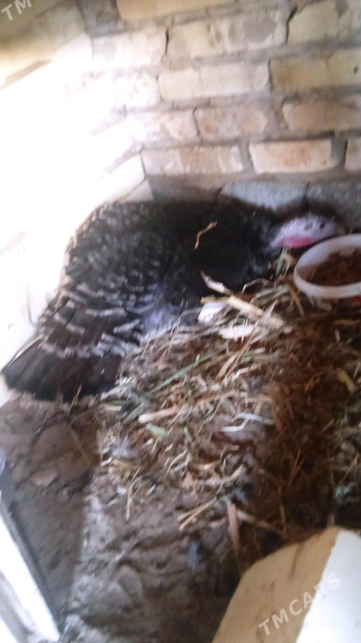 Induk - Мары - img 4