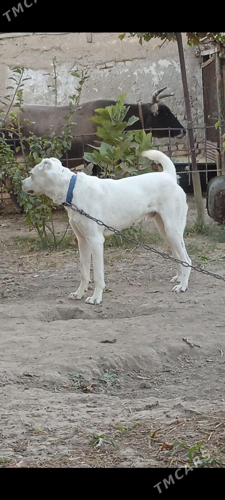 Gujuk - Мары - img 4