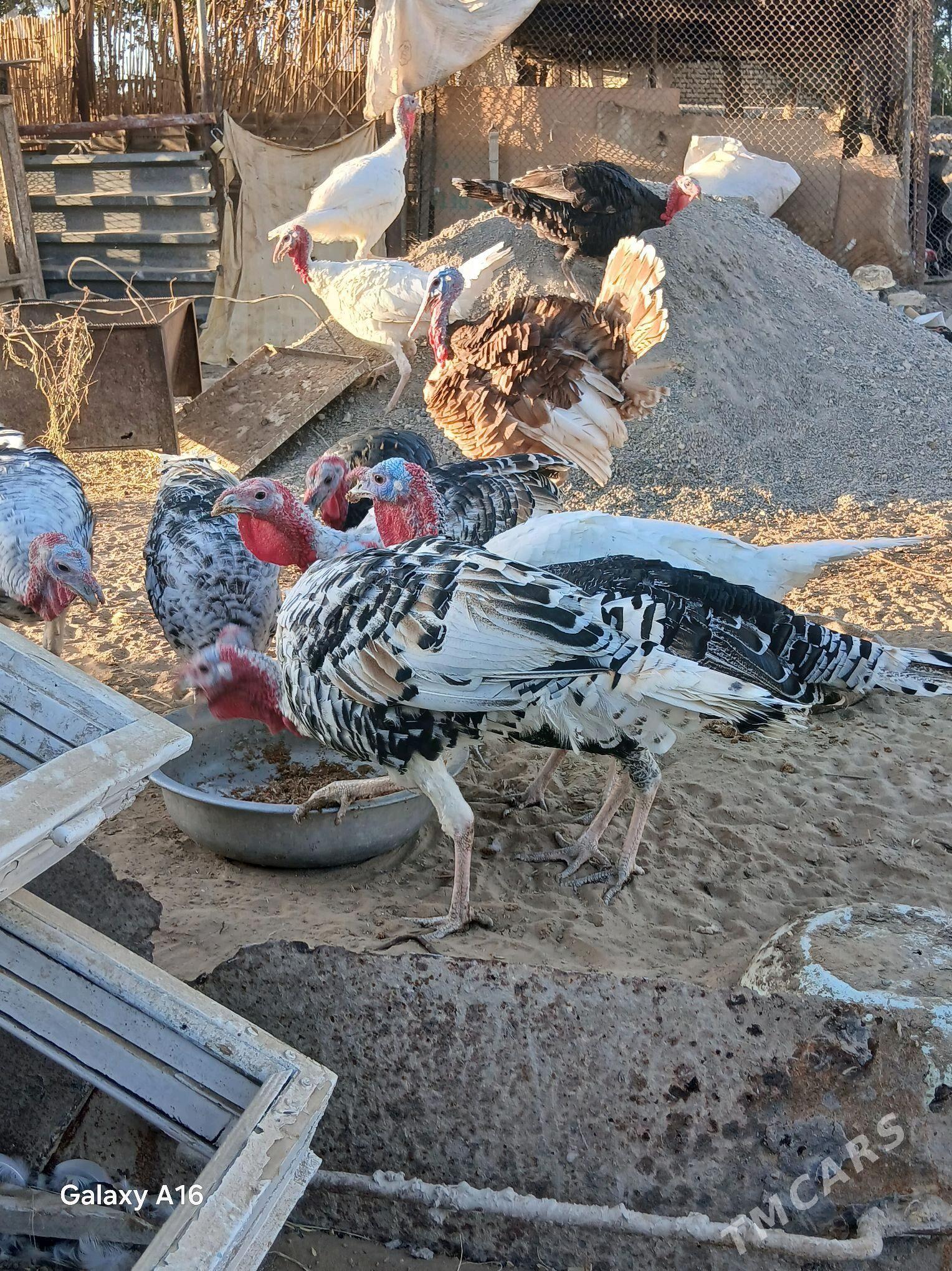 Induk erkek - Мары - img 2