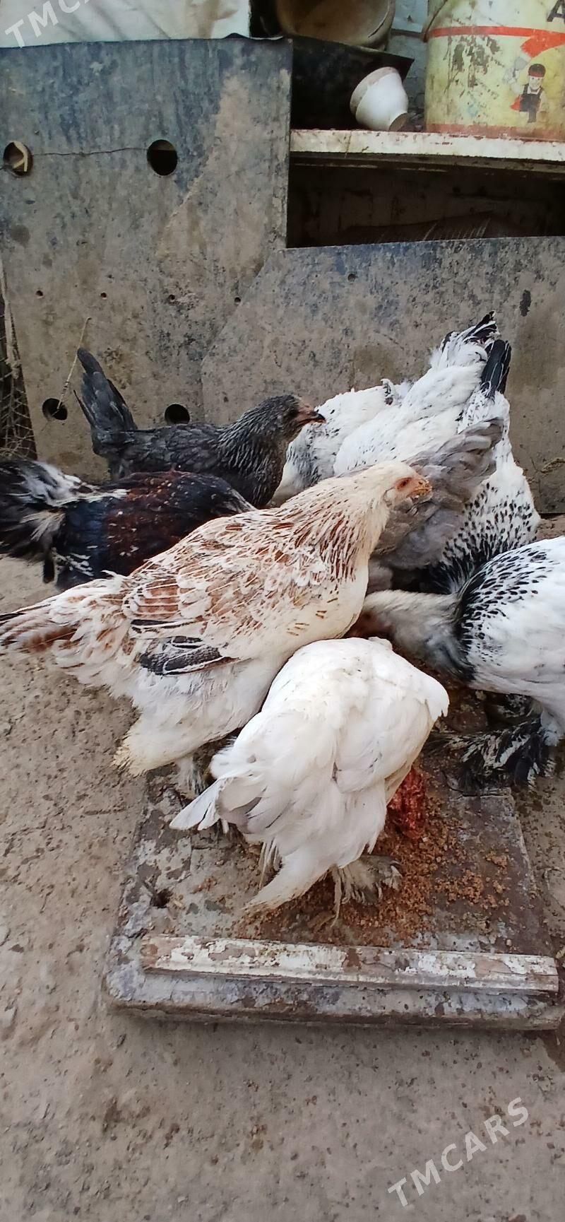 towuk - Хитровка - img 6