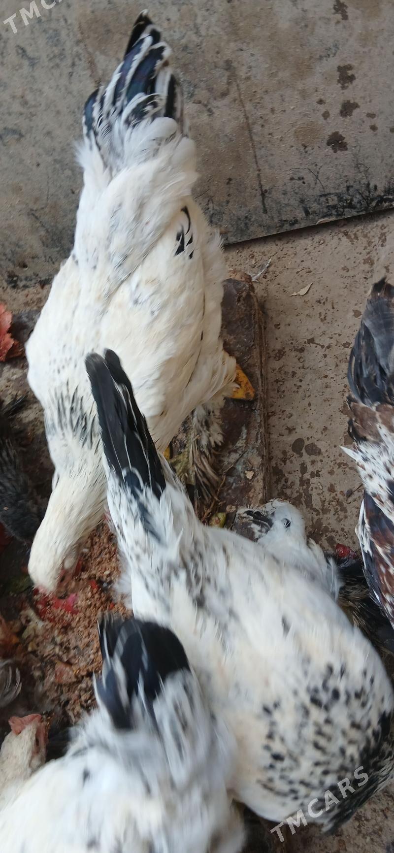 towuk - Хитровка - img 2