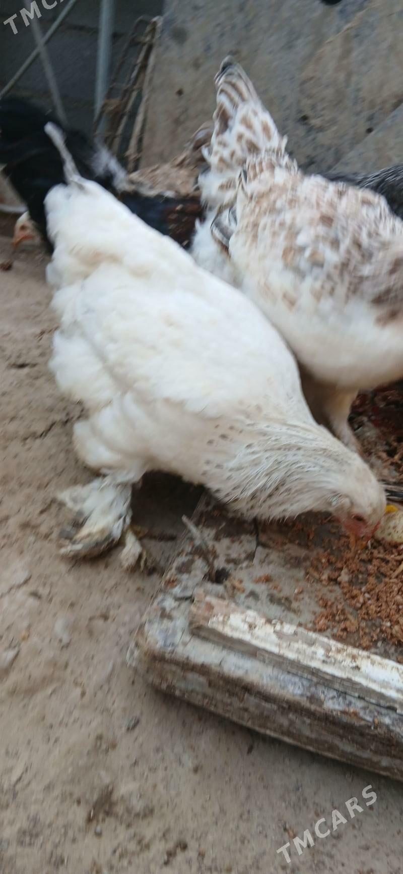 towuk - Хитровка - img 8