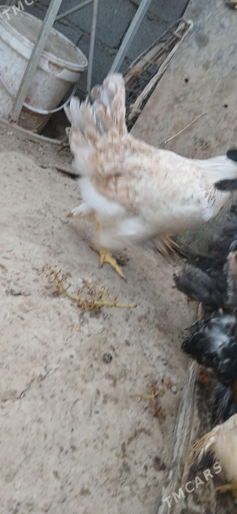 towuk - Хитровка - img 3