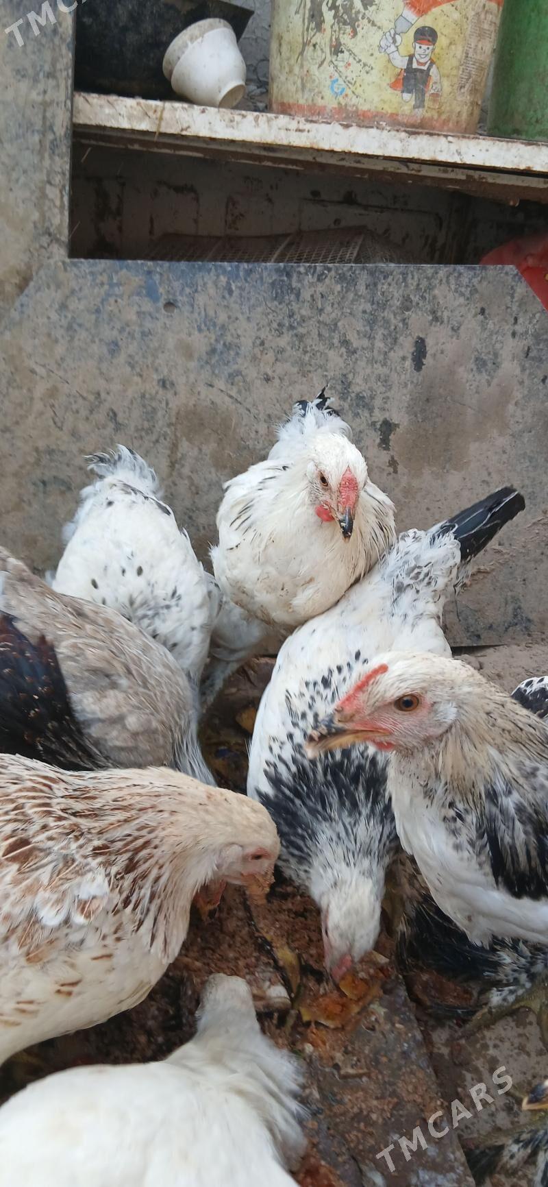 towuk - Хитровка - img 7