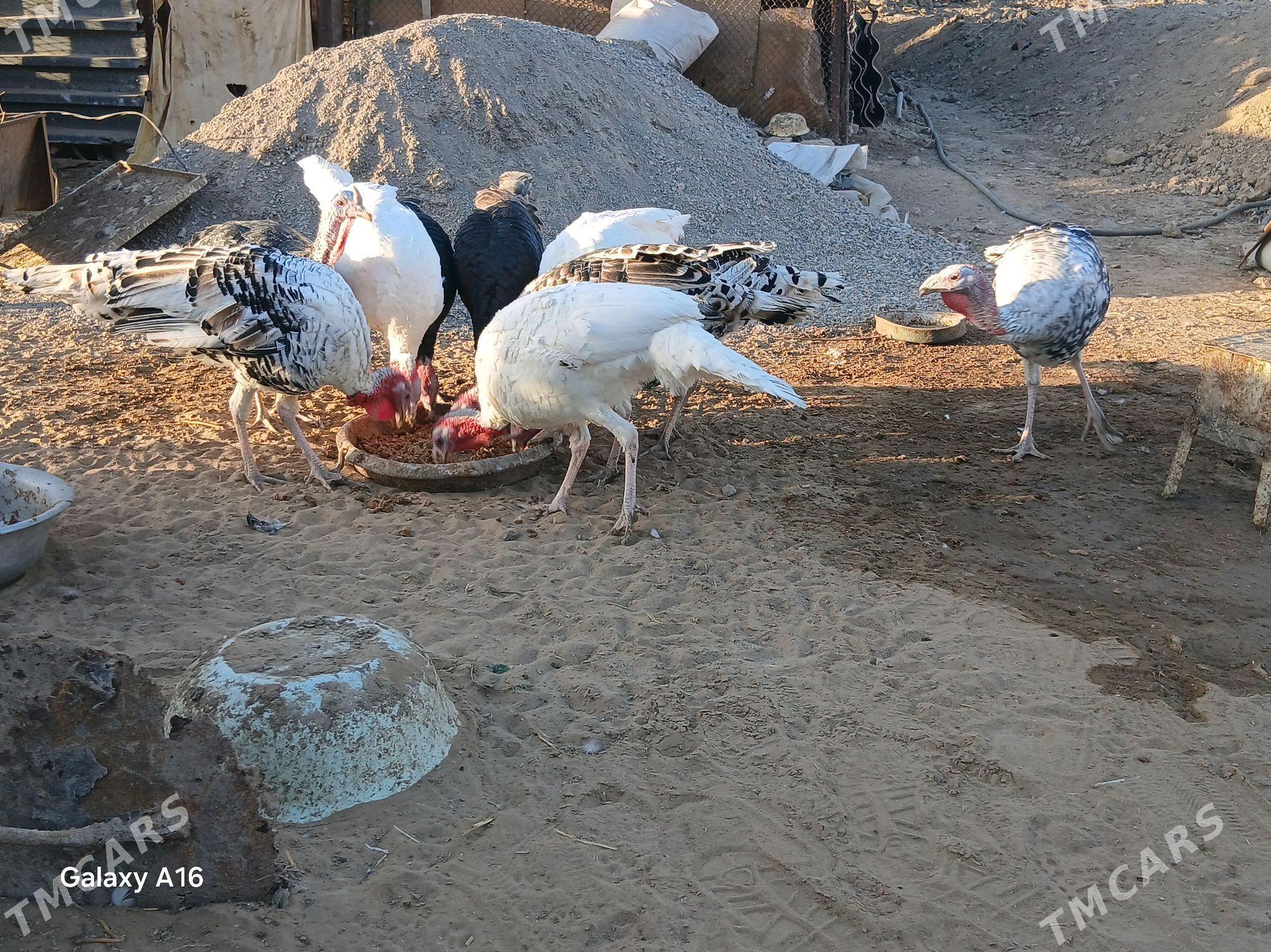 Induk erkek - Мары - img 3