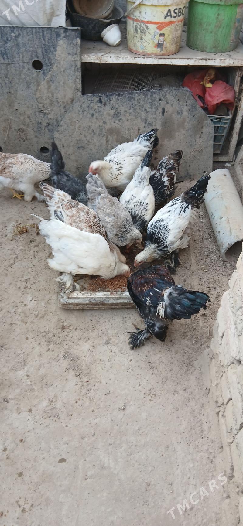 towuk - Хитровка - img 5