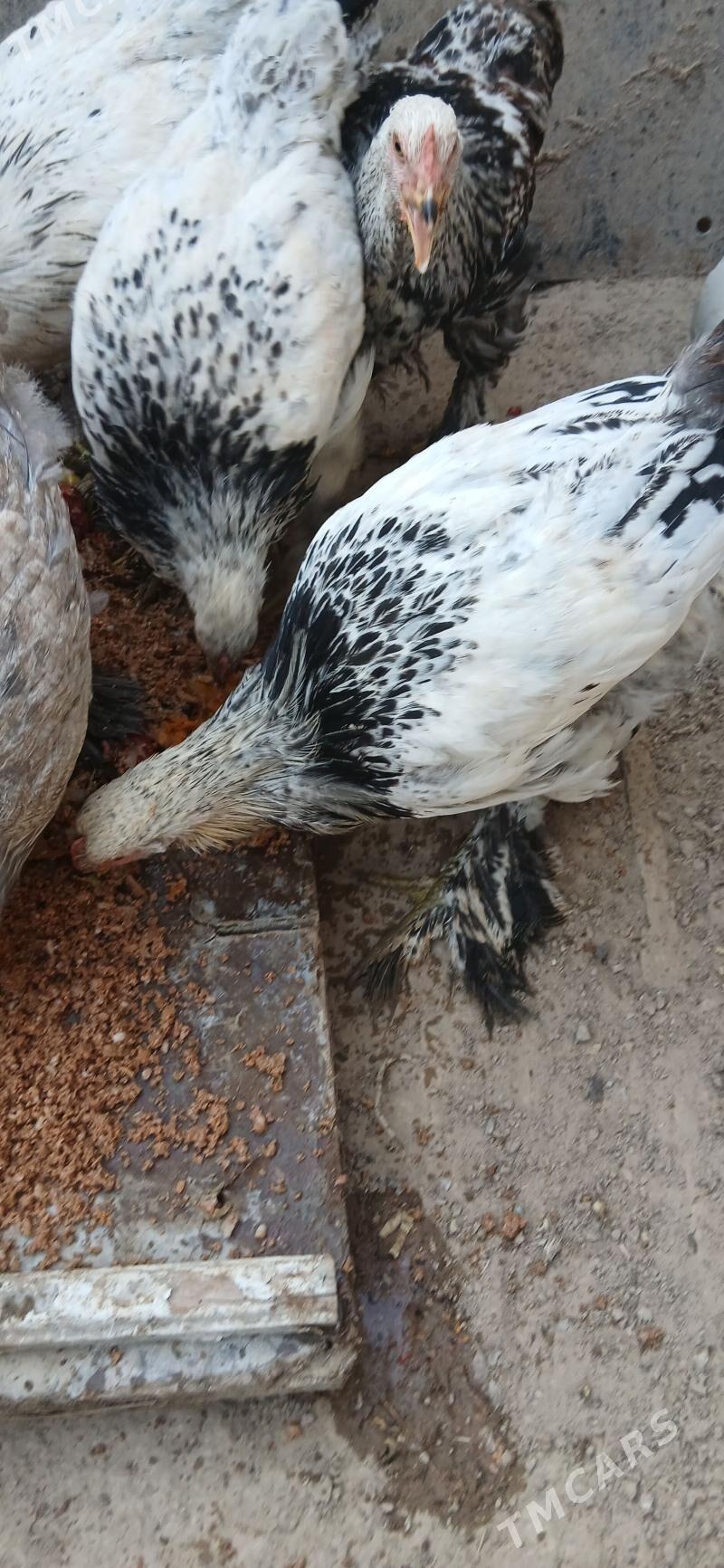 towuk - Хитровка - img 4