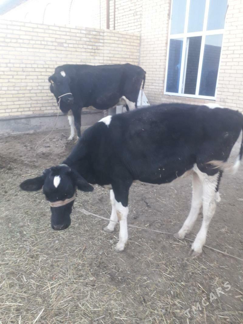 Герман голели сыгыры - Туркменабат - img 6