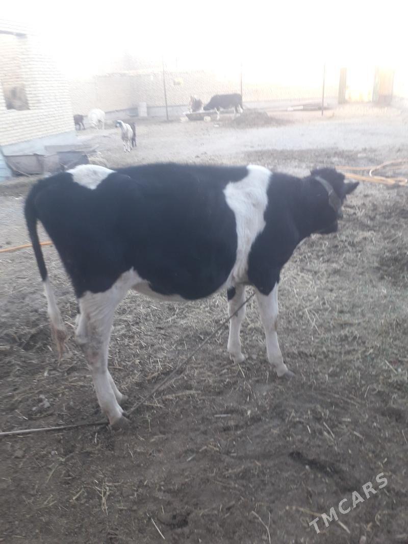 Герман голели сыгыры - Туркменабат - img 4