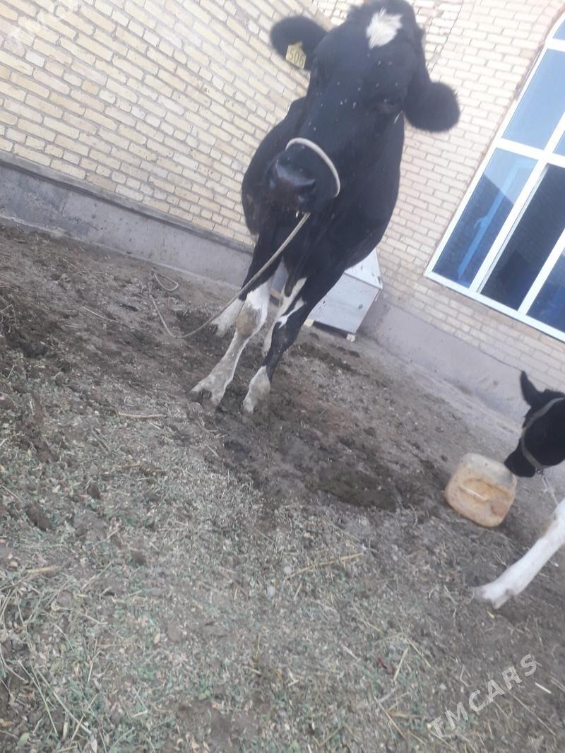 Герман голели сыгыры - Туркменабат - img 3