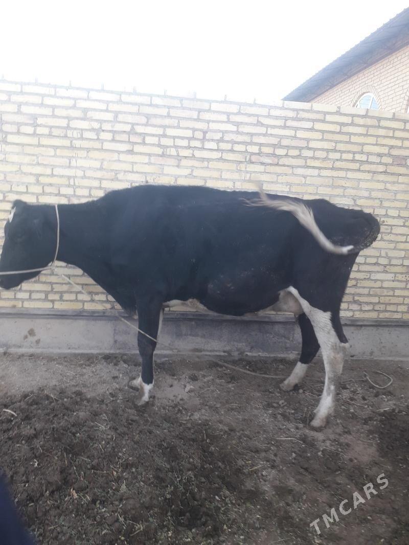 Герман голели сыгыры - Туркменабат - img 2