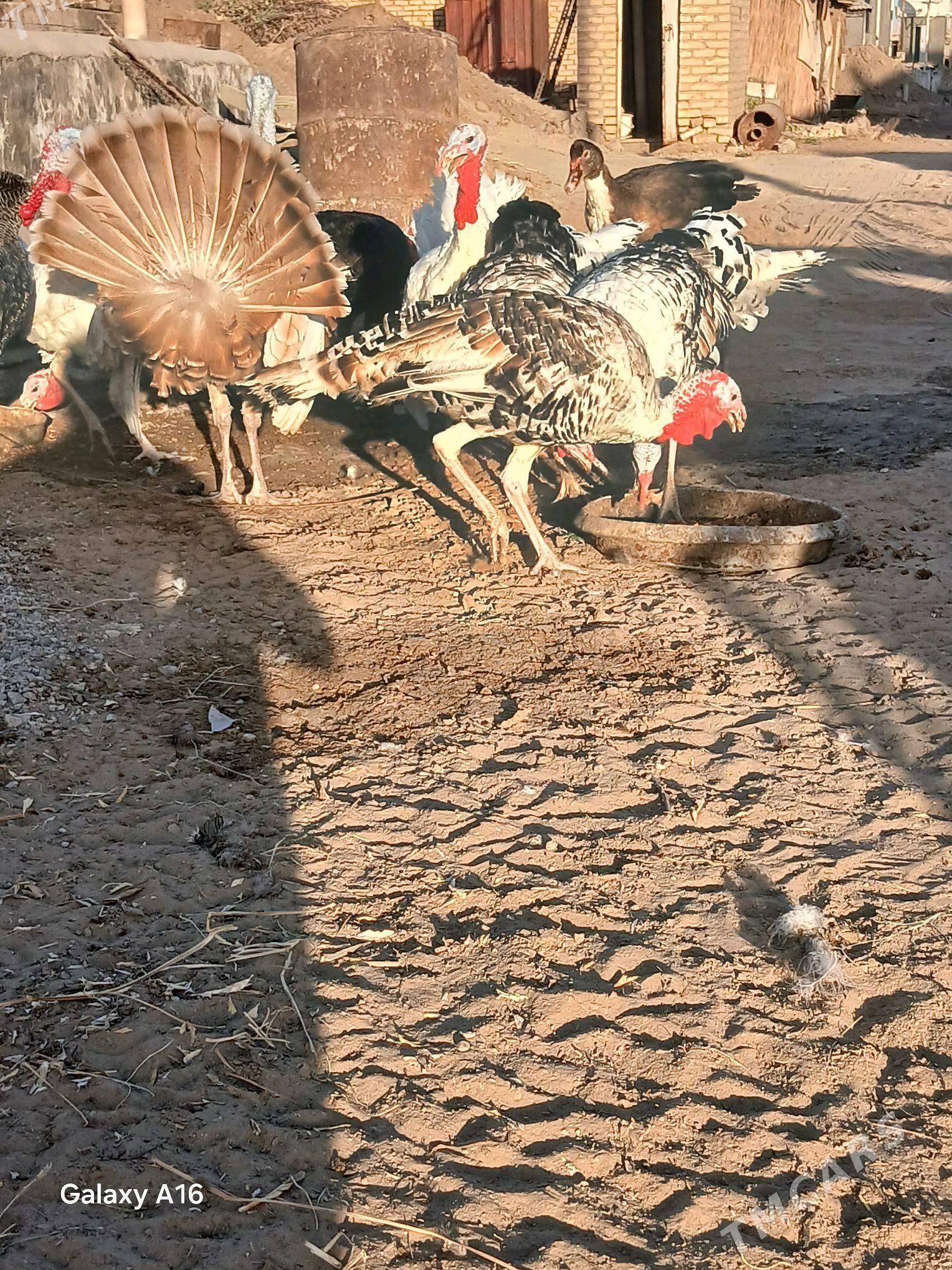 Induk erkek - Мары - img 4