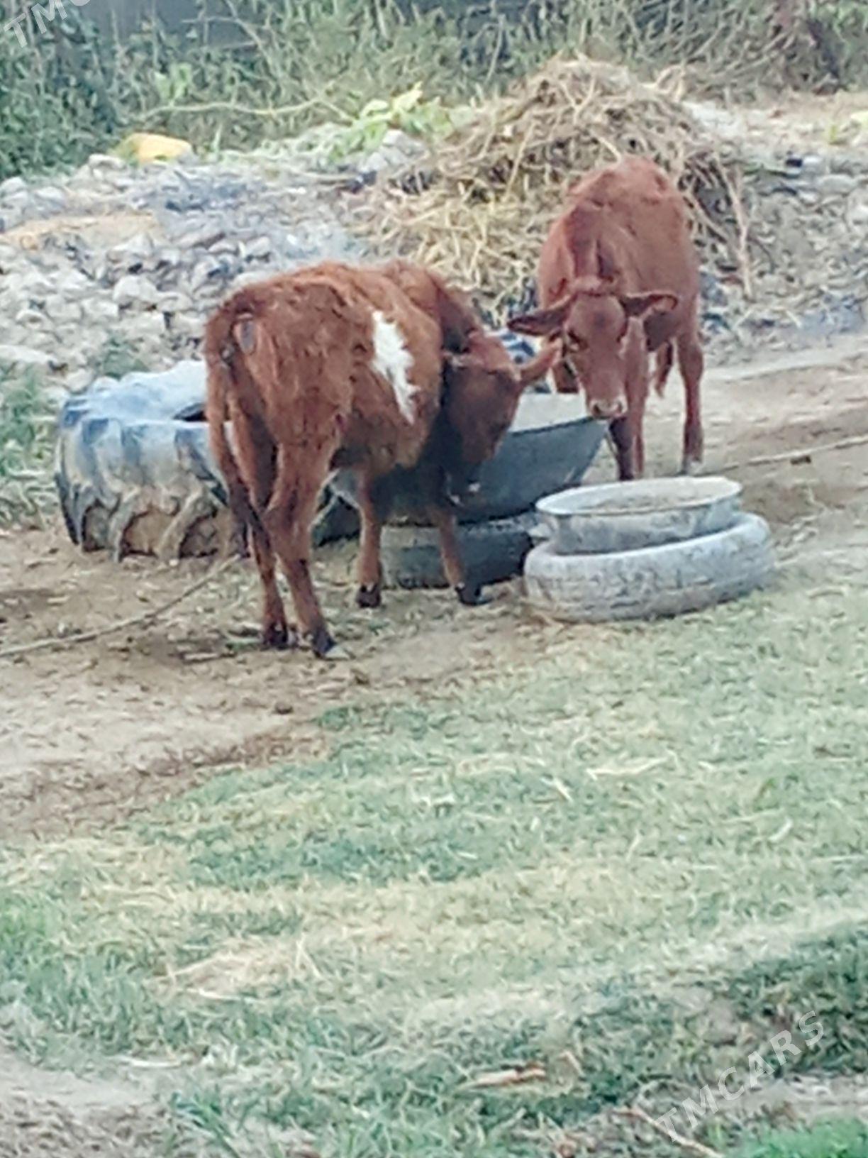 gulajyn göle - Мары - img 2
