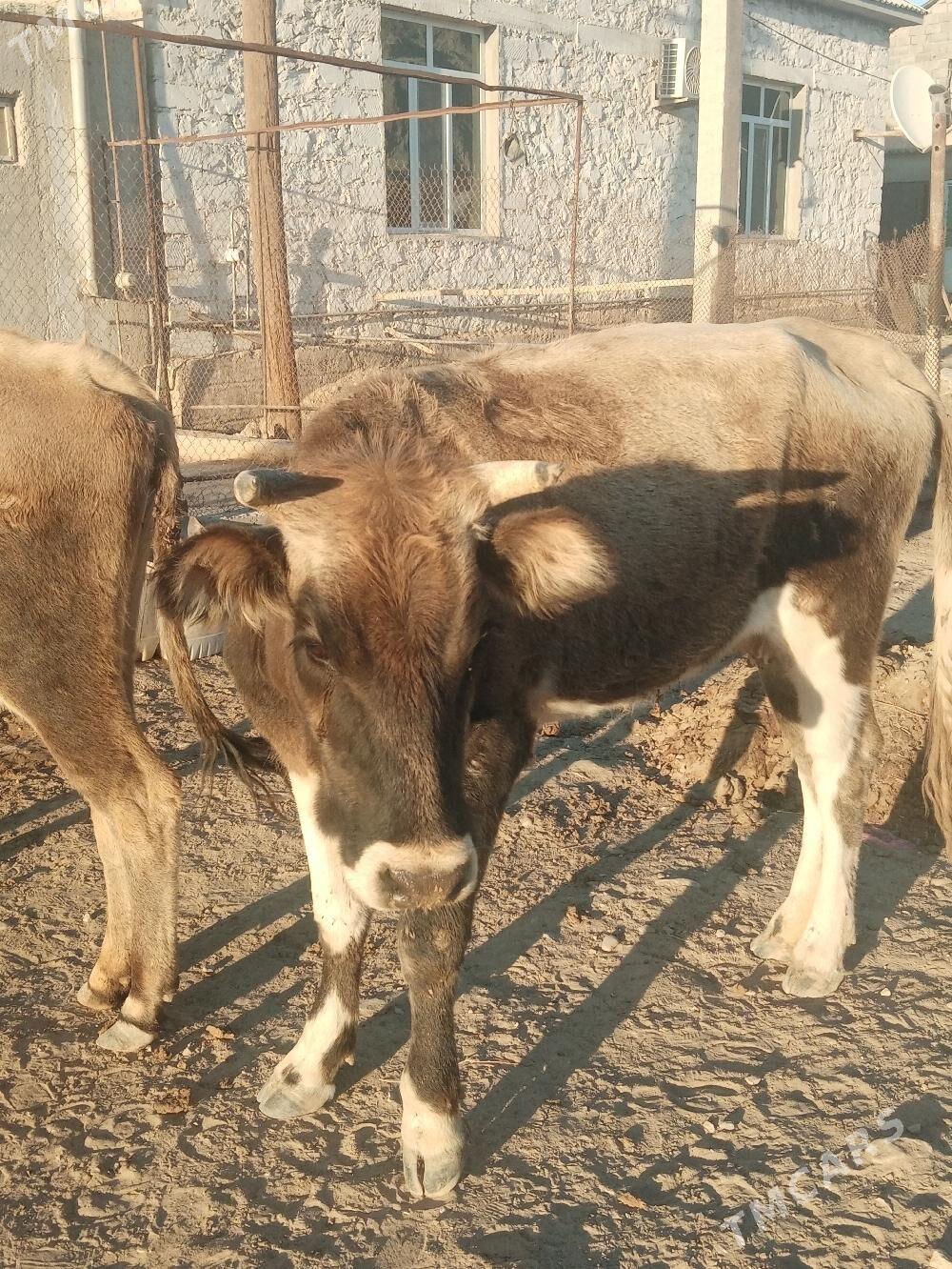 Gaçar - Balkanabat - img 1