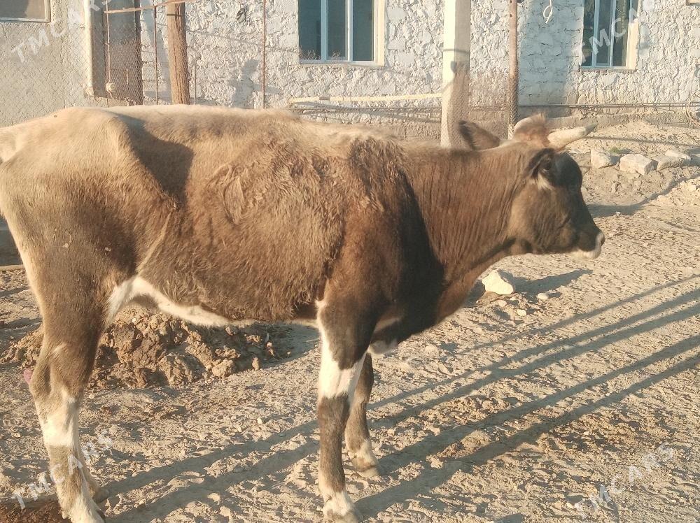 Gaçar - Balkanabat - img 2