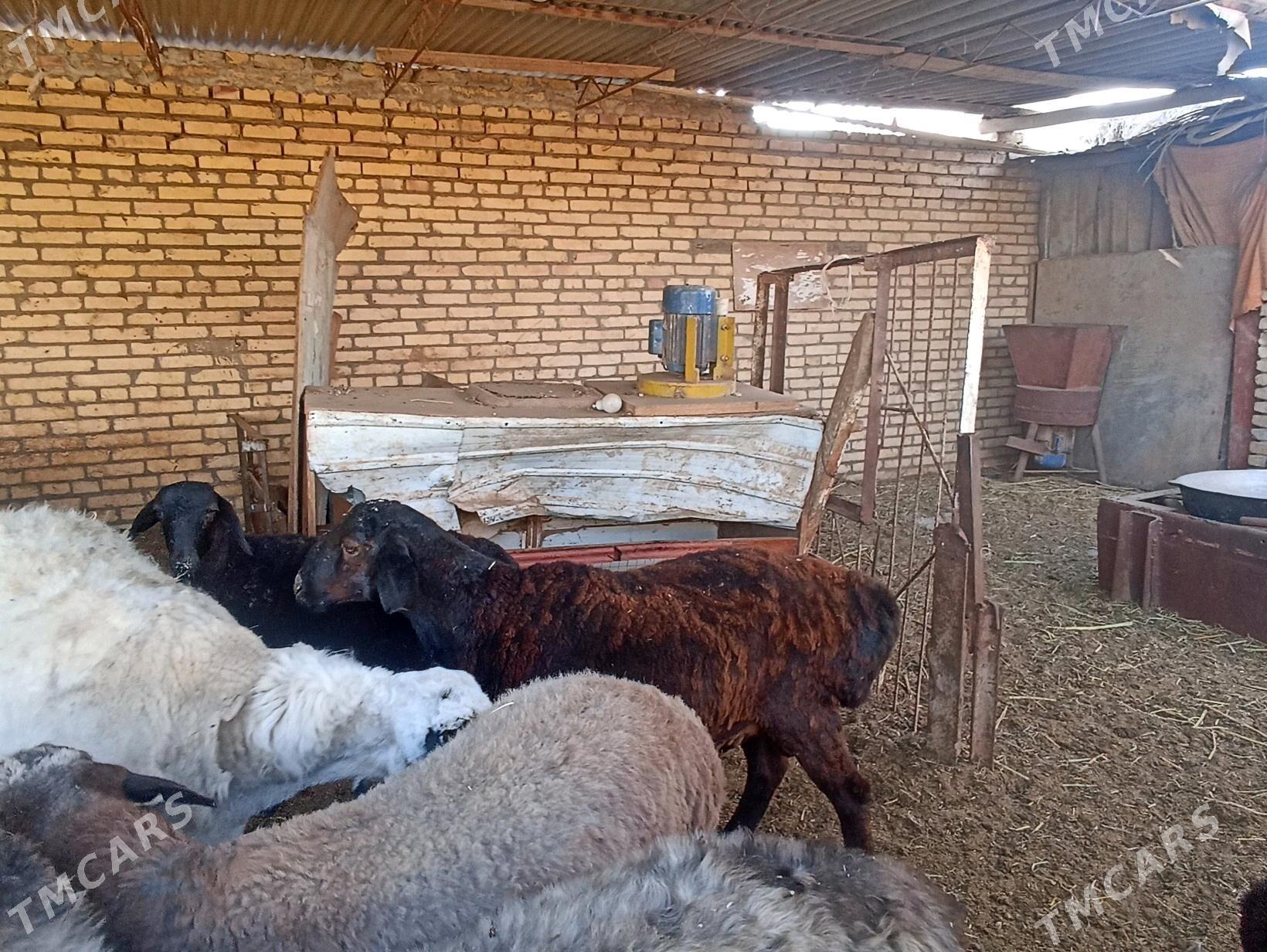 Goc - Туркменабат - img 4