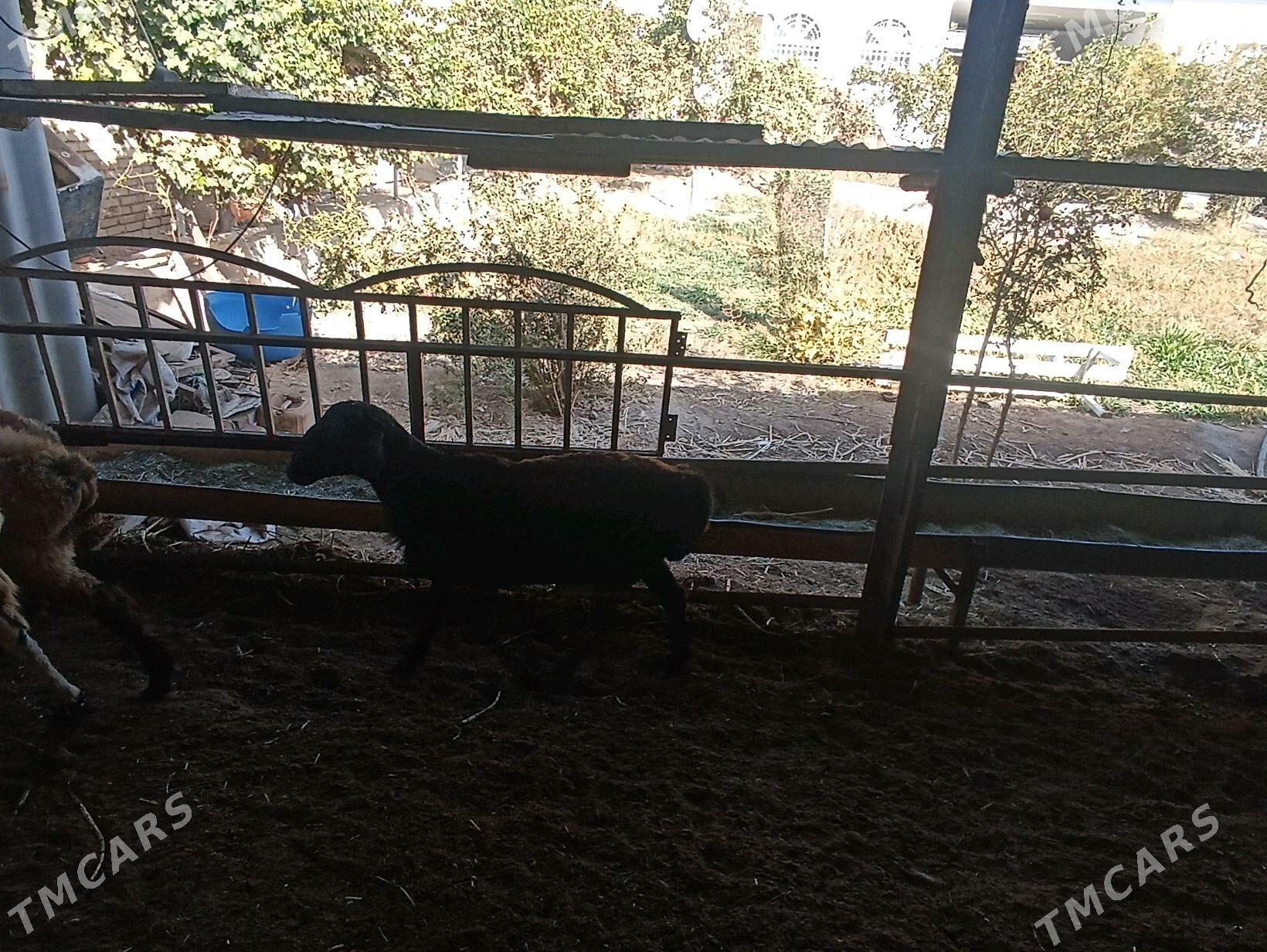 Goc - Туркменабат - img 2