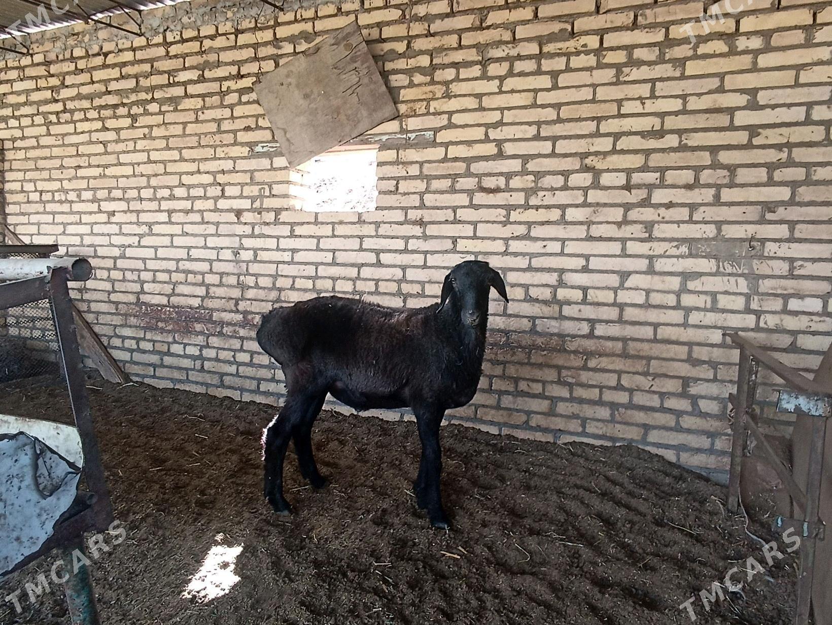 Goc - Туркменабат - img 3