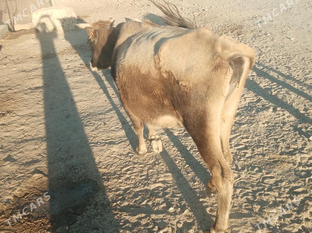 Sygyr - Балканабат - img 2