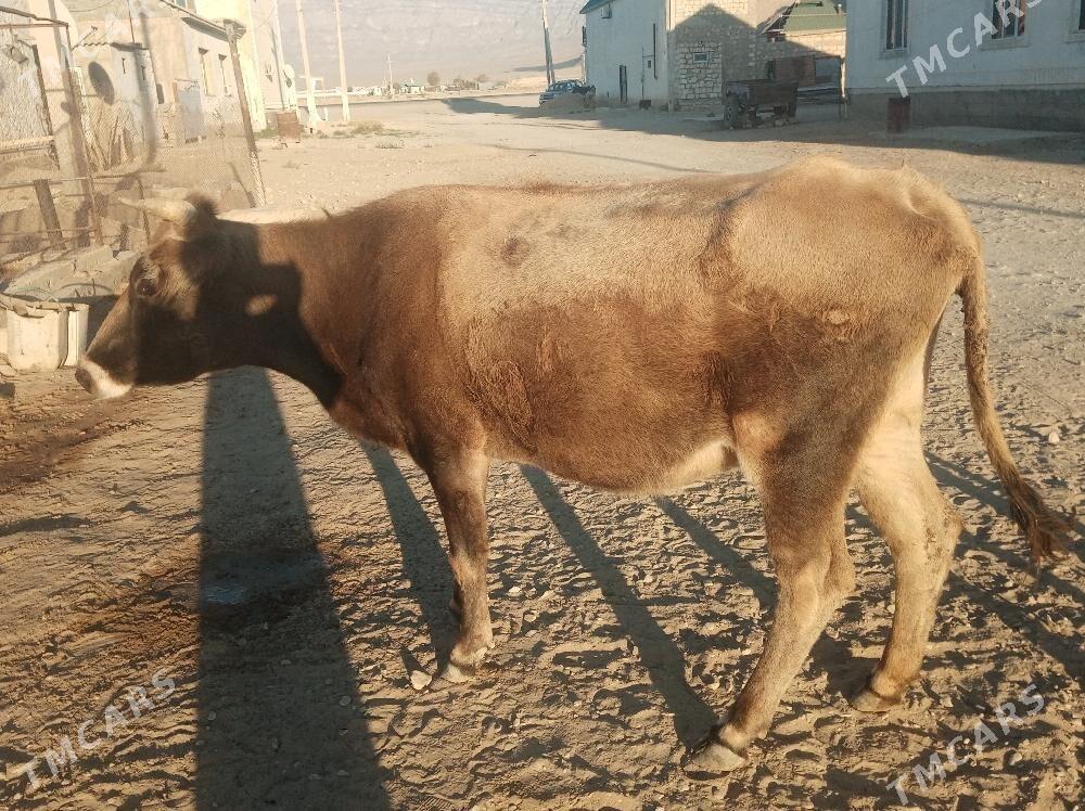 Sygyr - Балканабат - img 3