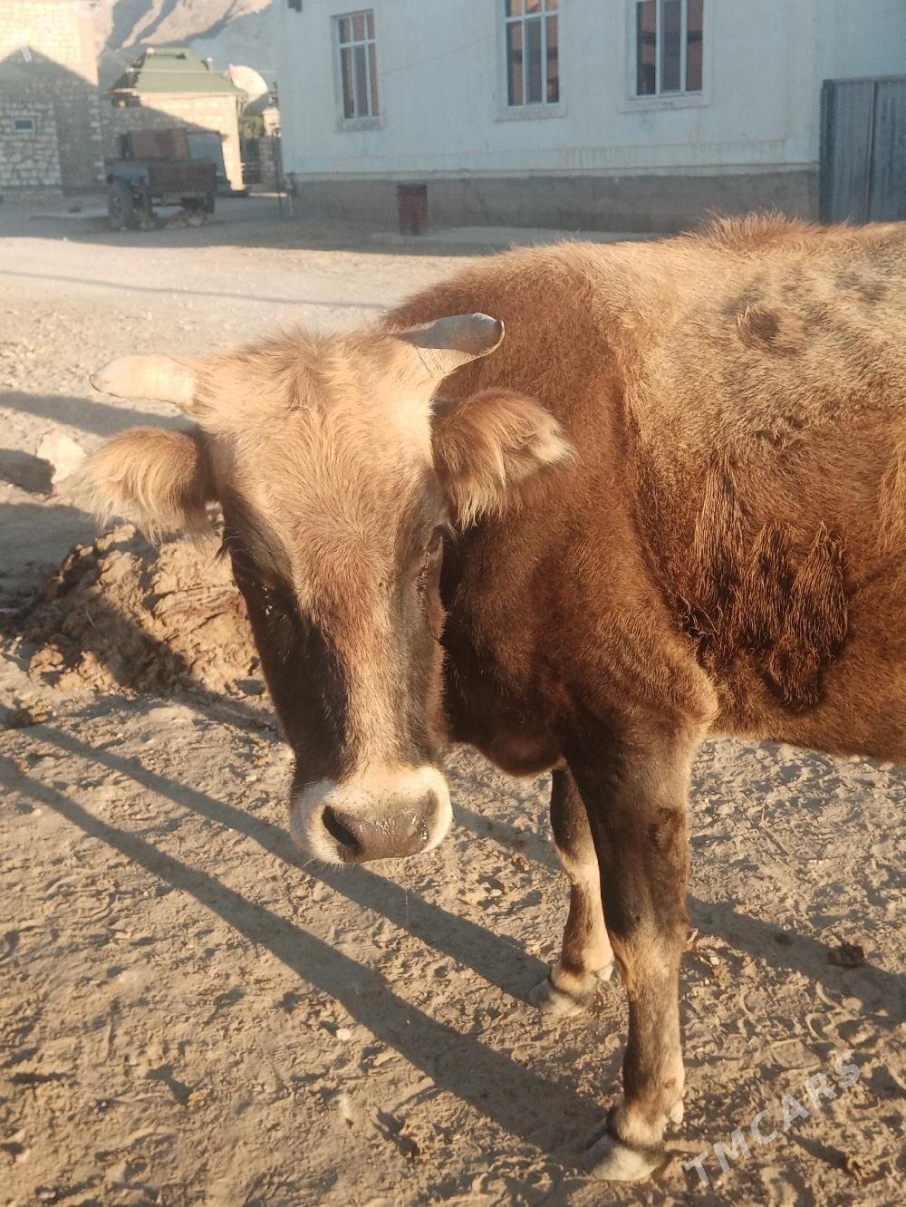 Sygyr - Балканабат - img 1