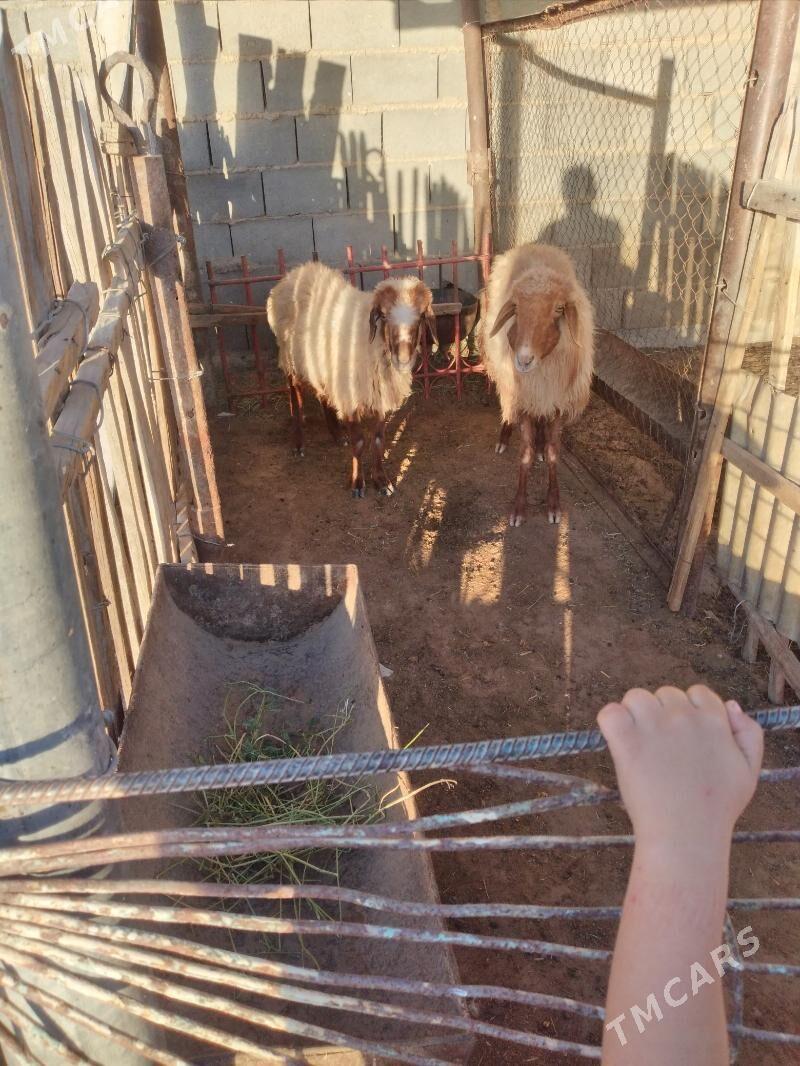 goyun - Gumdag - img 1