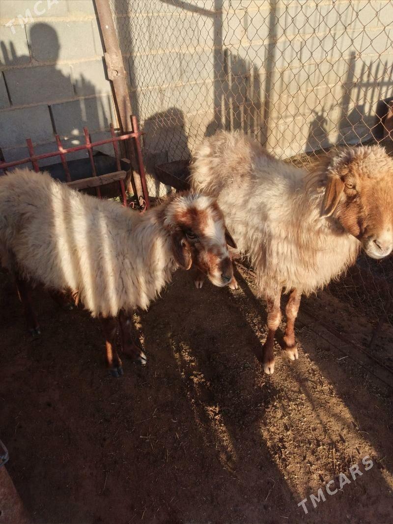 goyun - Gumdag - img 2