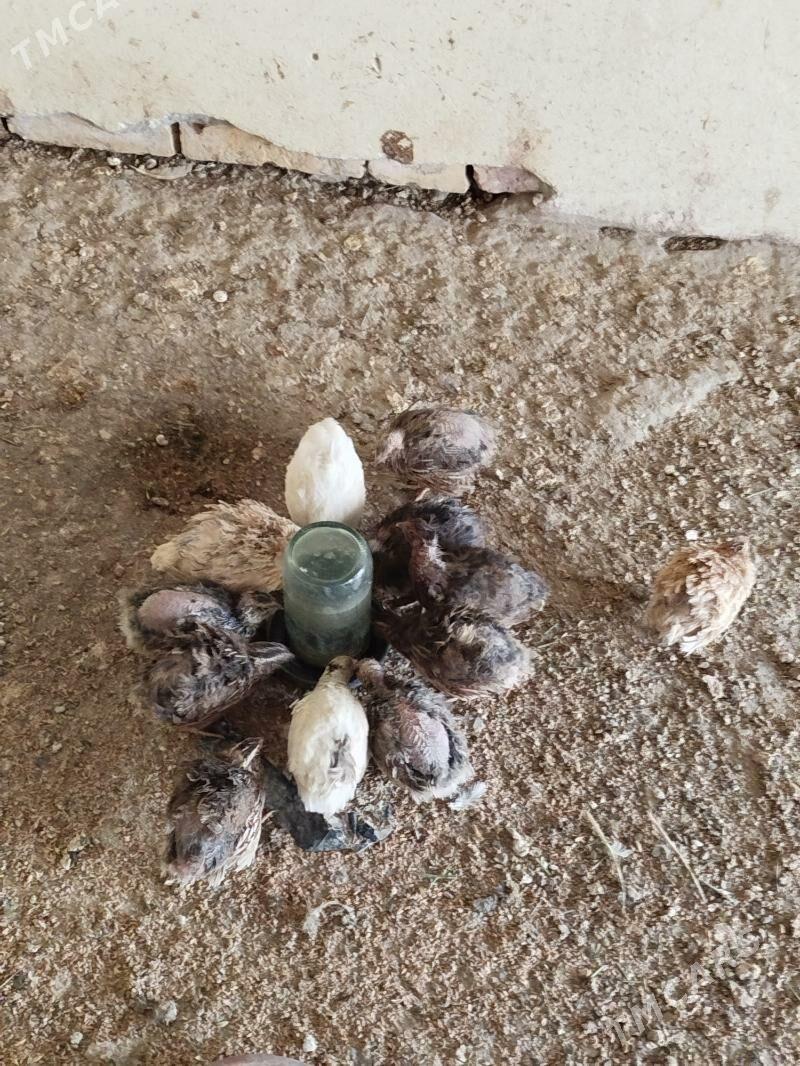 bedene - Türkmenabat - img 4