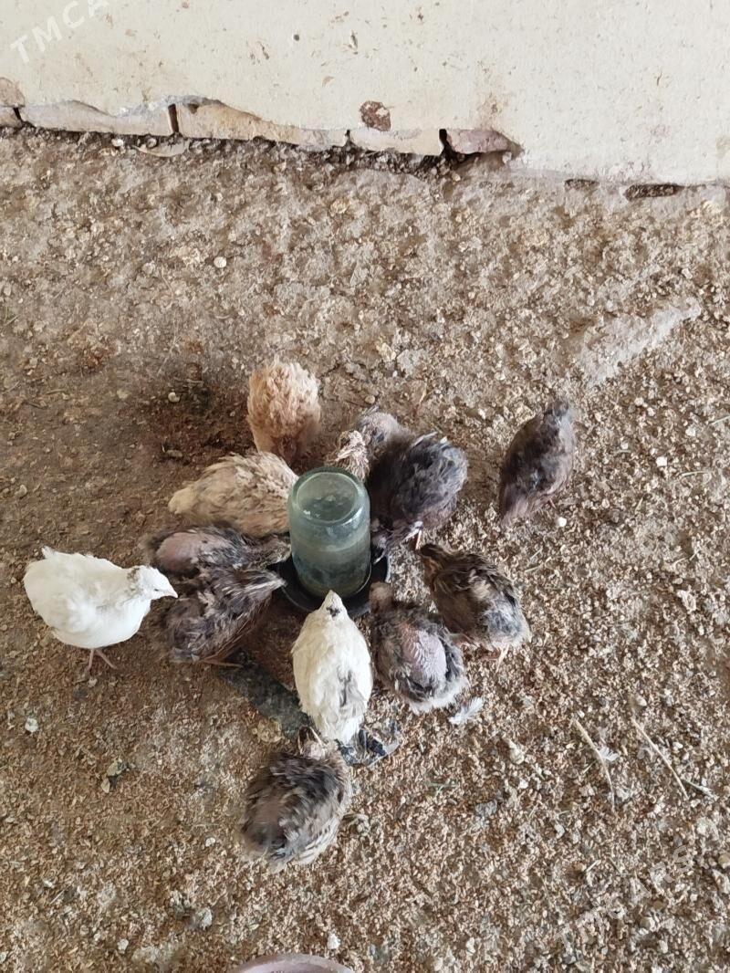 bedene - Türkmenabat - img 1