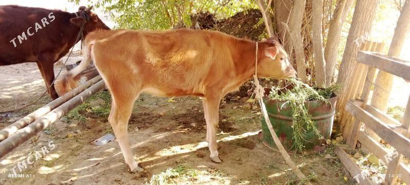 Tuwe göle - Бабадайхан - img 1