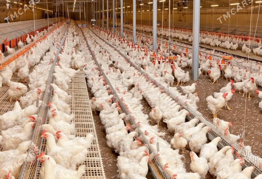 hususy emlak - Яшлык - img 2