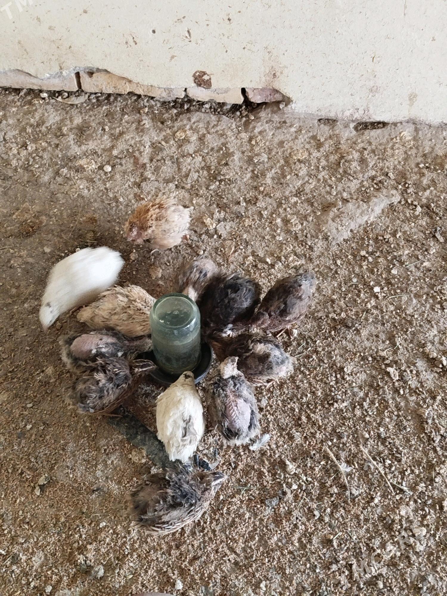 bedene - Türkmenabat - img 2