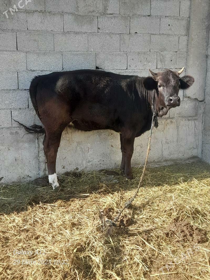 tuweler - Bäherden - img 2