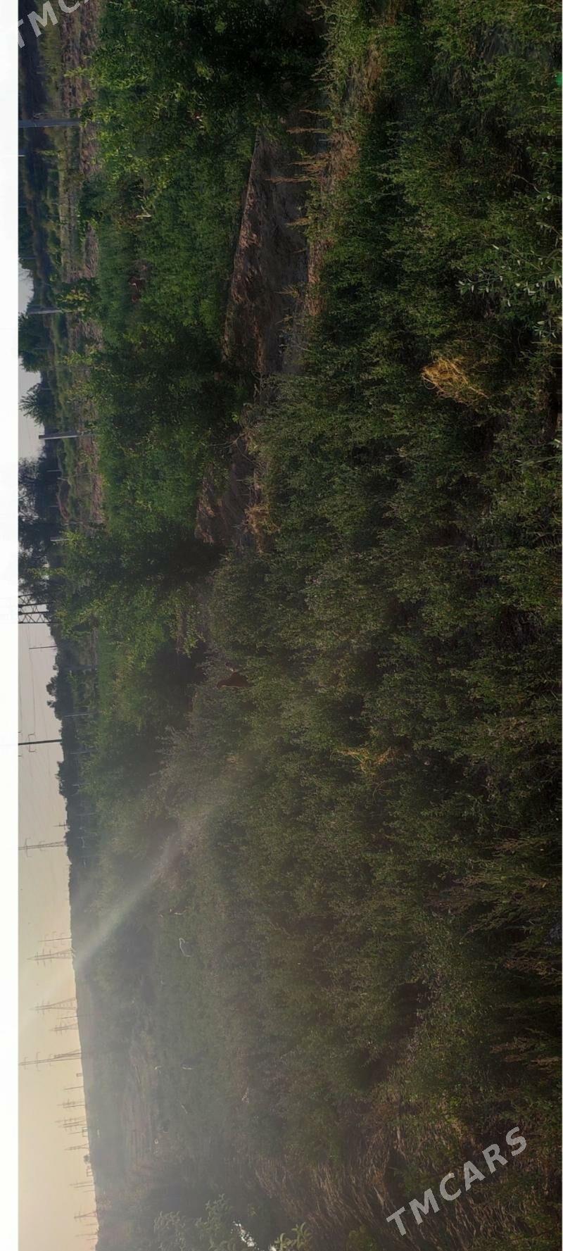 mellek yer anew - Änew - img 3